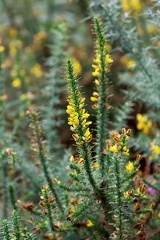 Ulex minor