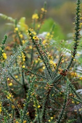 Ulex minor-1
