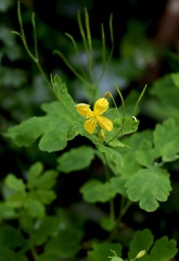 Chelidonium majus