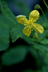 Chelidonium majus