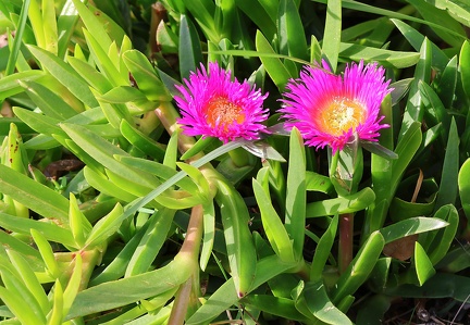 Carpobrotus edulis