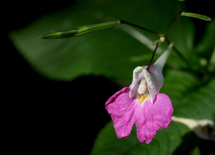 Impatiens balfourii