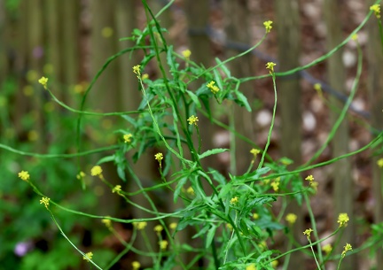 Sisymbrium officinale