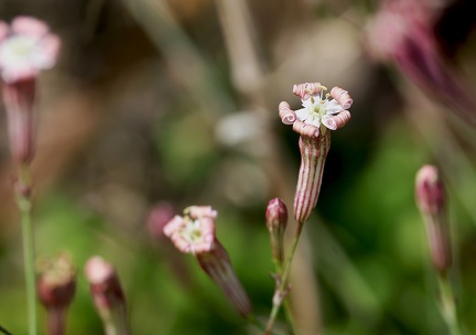 Silene portensis-1