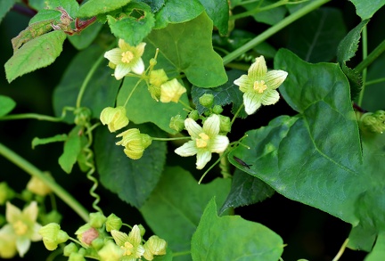 Bryonia dioica