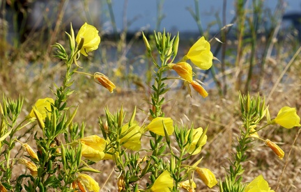 Oenothera biennis 