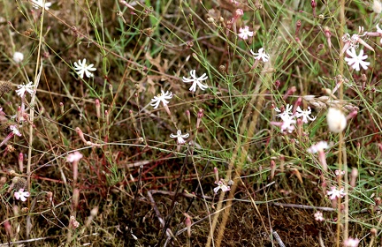 Silene portensis-2