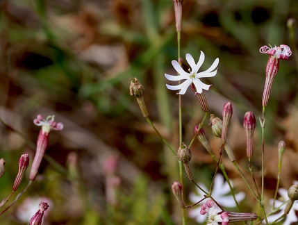 Silene portensis