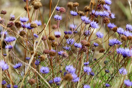 Jasione montana