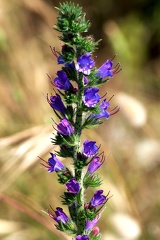 Echium vulgare-1
