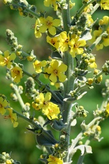 Verbascum pulverulentum-1