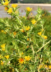 Scolymus hispanicus-1