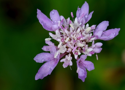 Scabiosa atropurpurea