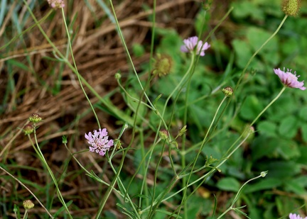 Scabiosa atropurpurea-1