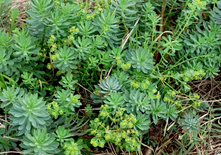Euphorbia portlandica