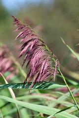Phragmites australis