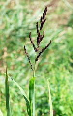 Echinochloa crus-galli