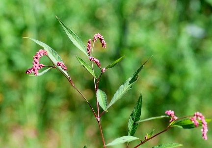 Persicaria lapathifolia