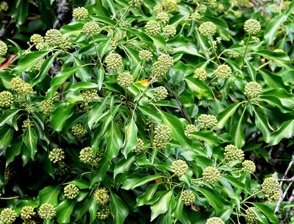 Hedera helix-1