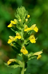 Parentucellia viscosa