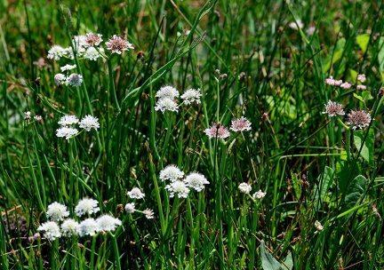 Oenanthe fistulosa-1