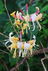 Lonicera periclymenum