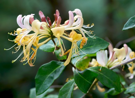 Lonicera periclymenum-1