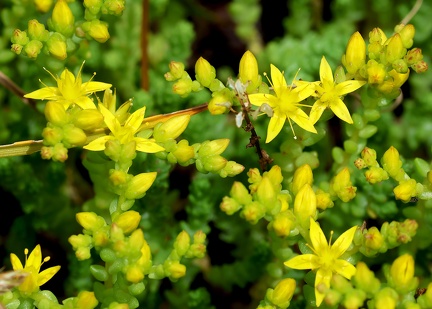 Sedum acre