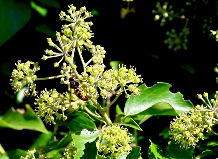 Hedera helix