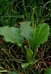 Plantago major-1