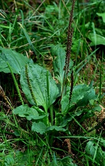 Plantago major-2