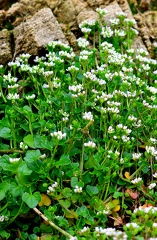 Cochlearia danica