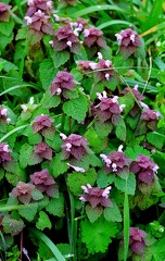 Lamium purpureum