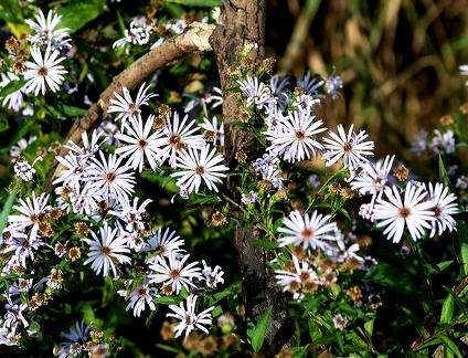 Symphyotrichum laeve