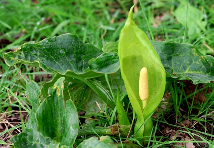 Arum italicum
