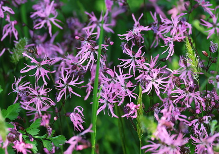 Lychnis flos-cuculi-1