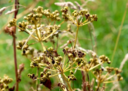 Smyrnium olusatrum-1