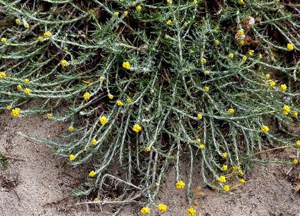 Helichrysum stoechas-1