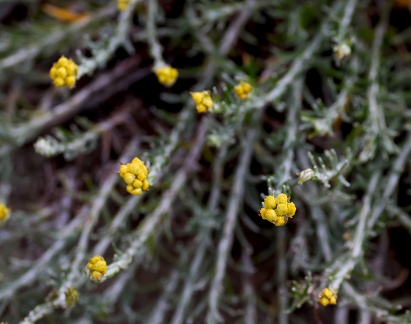 Helichrysum stoechas-2