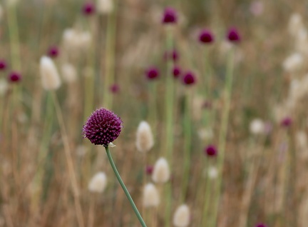Allium sphaerocephalon 