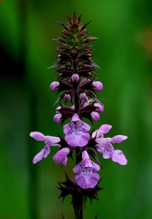 Stachys palustris-2