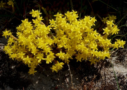 Sedum acre-1