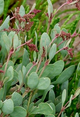 Halimione portulacoides