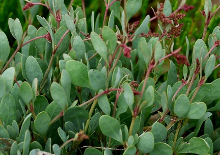 Halimione portulacoides-1