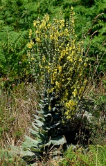 Verbascum pulverulentum-2