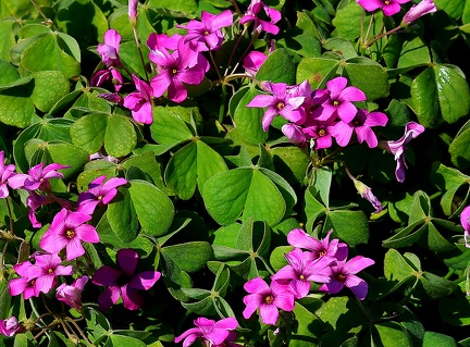 Oxalis articulata Savigny