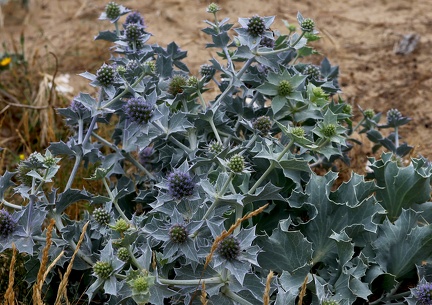 Eryngium maritimum-2