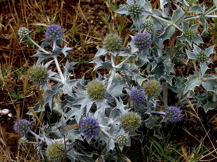Eryngium maritimum-1