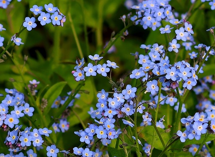 Myosotis decumbens