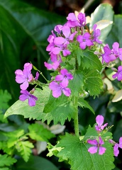 Lunaria annua